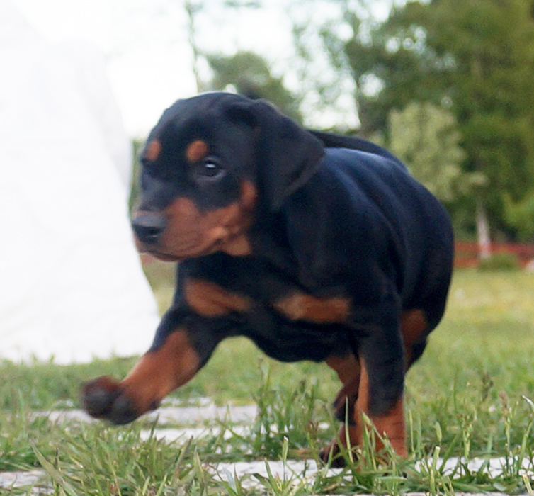 Pinscher * Xélanc Kindly Kashmir 6 veckor
